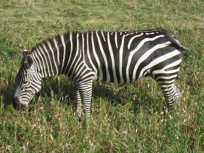 Zebra eating.jpg